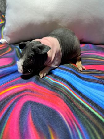 Image 2 of REDUCED. Baby Male Skinny Pigs For Sale - 2 LEFT