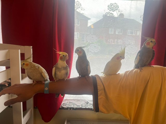 Preview of the first image of 1 year old Cockatiels tame and friendly.
