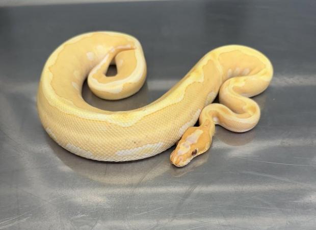 Image 7 of Stunning High End Snakes For Sale