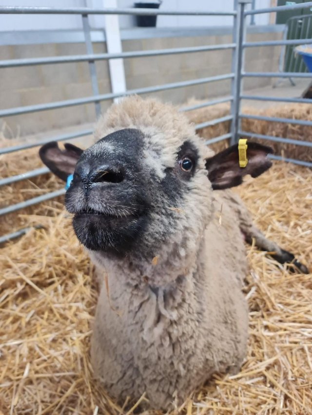 Cynthia, Our Pure Hampshire Down Ewe — photo 3 of 3