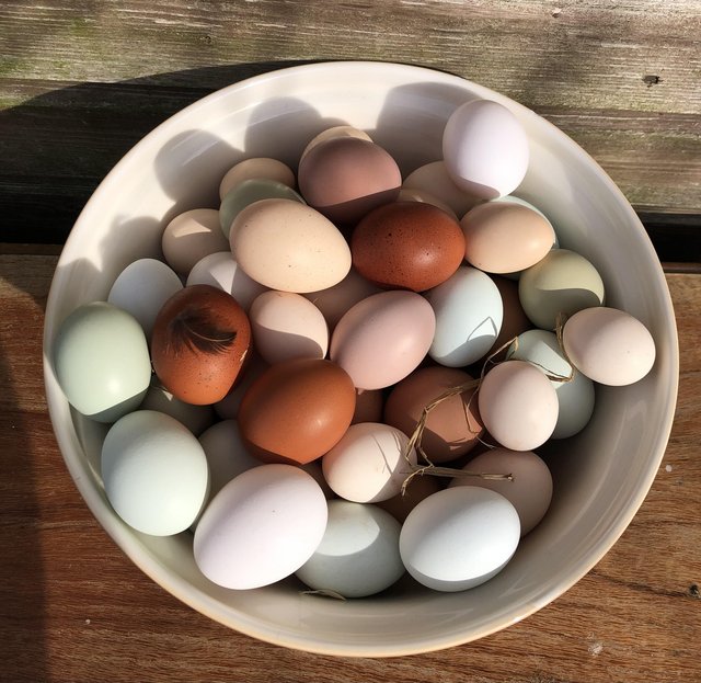 Preview of the first image of Hatching eggs from blue, green, dark brown and white laying.