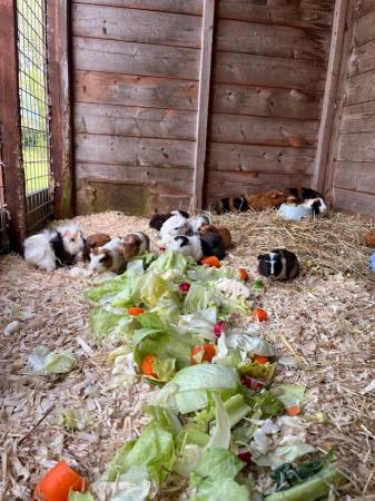 Image 4 of 8 week old guinea pigs ready for new hutches