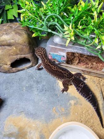 Image 1 of Leopard Gecko Black Night Male