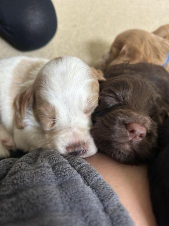 Image 19 of Cockapoo puppies- last pup available- now reduced