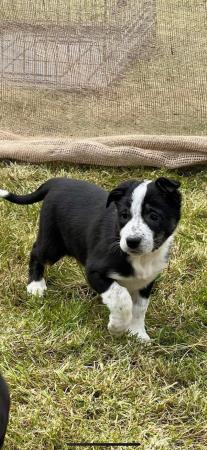 Image 18 of READY NOW One border collie girl puppy !!! One boy puppy !!!