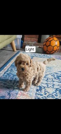 Image 17 of F1b cockapoo puppies for sale