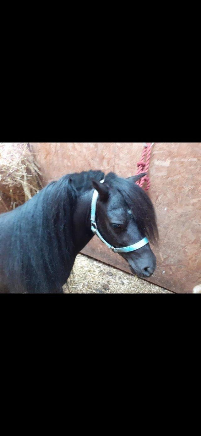 Preview of the first image of Amha registered black colt. Stunning head 32.5 in high . Lig.