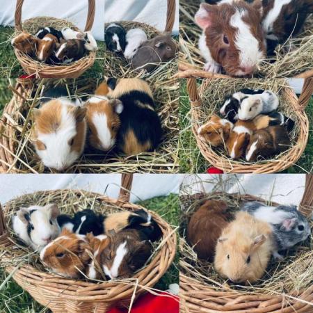 Image 3 of Beautiful baby guinea pigs for sale.
