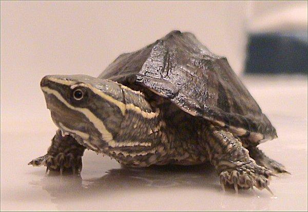 Image 3 of Pet Turtles and Tortoises for sale now