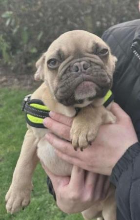 Image 17 of French Bulldog Puppies for sale