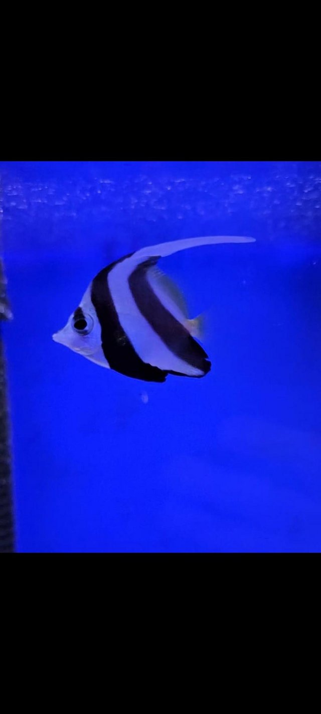 Preview of the first image of Henlochis Butterfly Marine Fish.