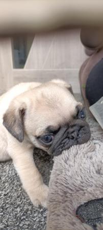 Image 20 of Last boy remaining * Pug puppy ready to leave now