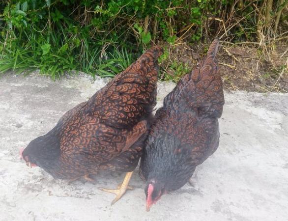 Image 6 of Pure Breed Double Gold Laced Barnevelders Hatching Eggs We a
