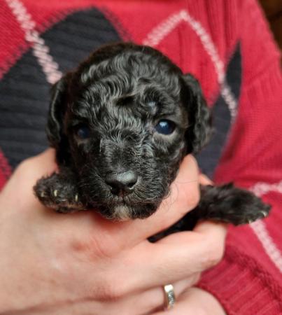 Image 10 of Beautiful tiny toy poodle puppies