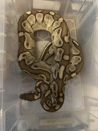 Image 7 of Royal/ball pythons for sale breeding weight female and male