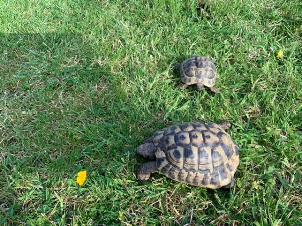 Image 5 of 3 x Hermann’s tortoise for sale