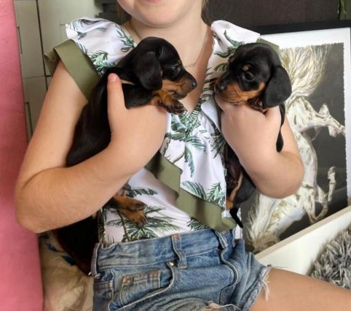 Image 2 of KC registered miniature dachshund pups