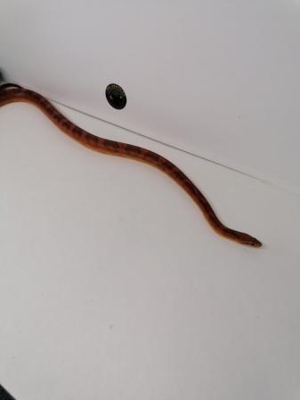 Image 1 of Corn snake male proven breeder