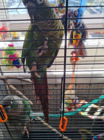 Image 5 of 2 Male green cheek conures