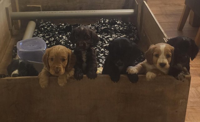 Image 11 of *** READY THIS WEEKENS *** COCKER SPANIEL PUPPIES