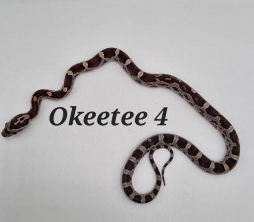 Image 3 of Okeetee het amel corn snakes ready now