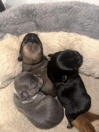 Image 5 of Gorgeous chihuahua puppies x4 girls