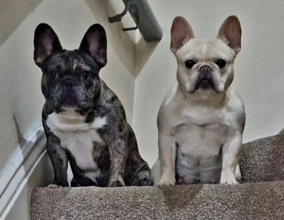 Image 2 of 8 week old french bulldog pups
