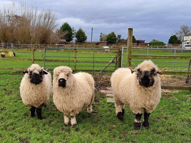 Preview of the first image of FEMALE VALAIS BLACKNOSE GIMMERS.