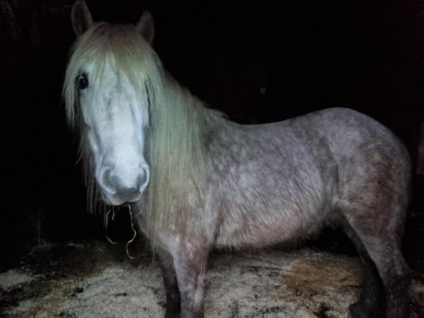 Image 2 of Highland brood Mare for sale