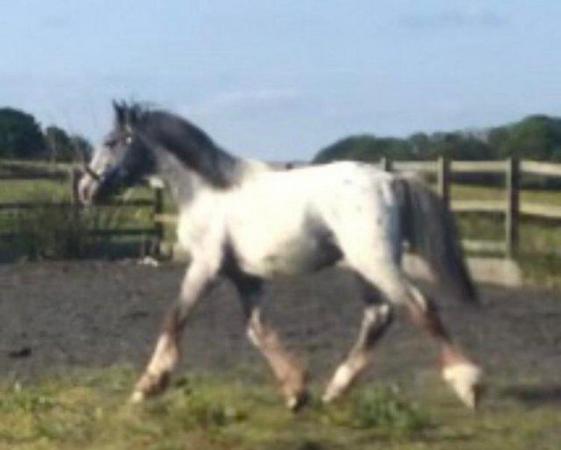 Image 2 of Appaloosa x Cob Yearling Colt To Mature To 15.2hh