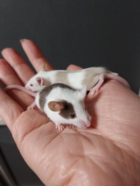 Preview of the first image of 6 Week old tame Mice. Pets or breeding.