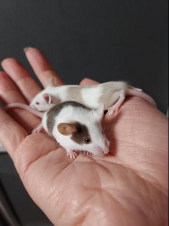 Image 1 of 6 Week old tame Mice. Pets or breeding