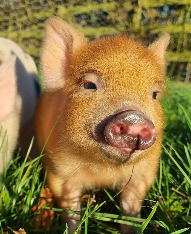 Preview of the first image of 4 week old Micropigs /minipigs bred from exceptional parents.