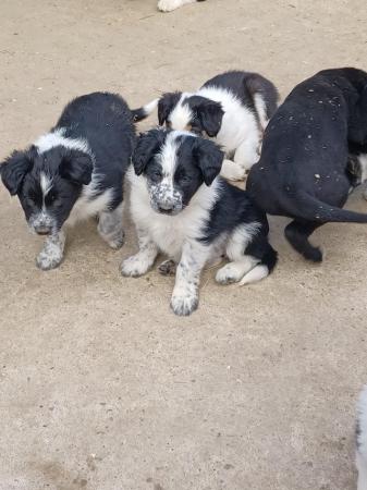 Image 10 of Border collie puppies farm reared