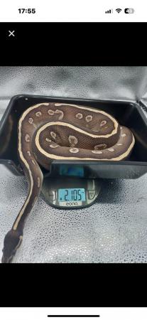 Image 2 of Royal pythons various morphs for sale