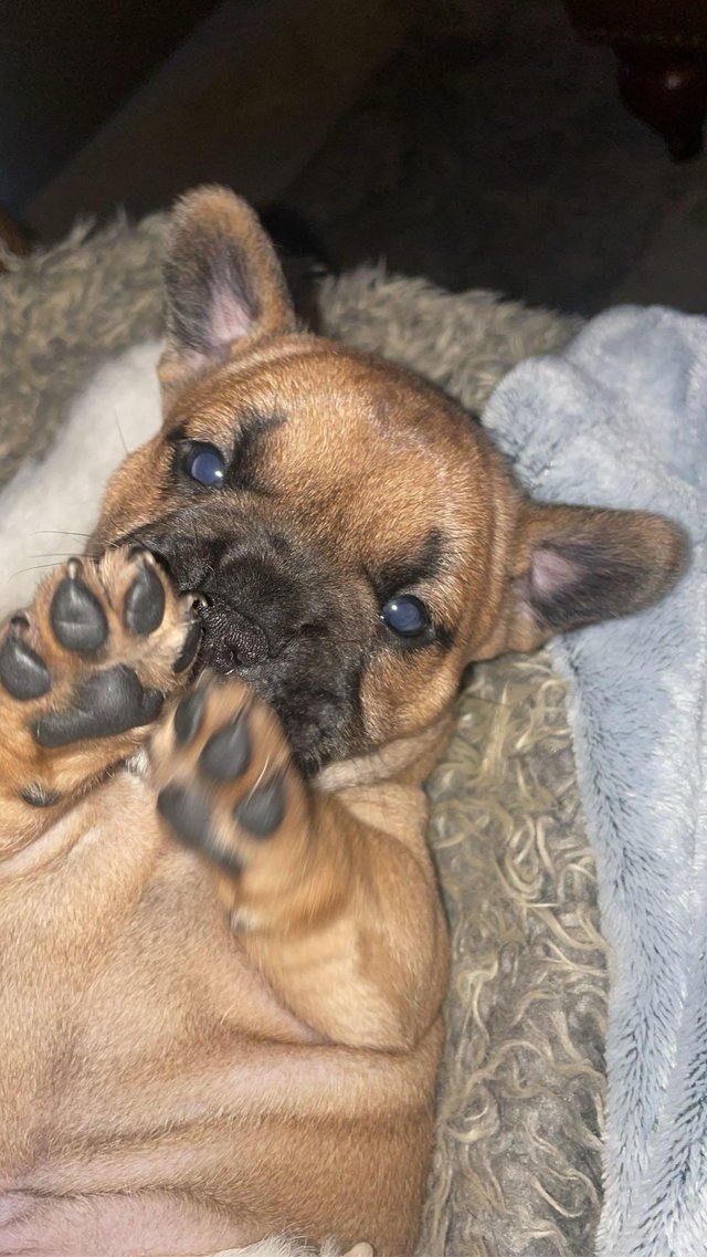 Dogs free to good home 2024 south yorkshire