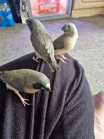 Image 6 of Super tame gouldian finch for sale