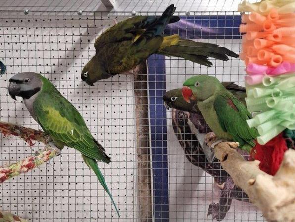 Image 3 of X Young Alexandrine, Derbyan, Patagonion Parrots X