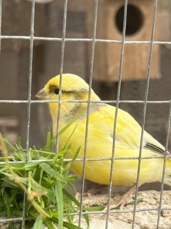 Image 8 of Avairy birds for sale due to Illness