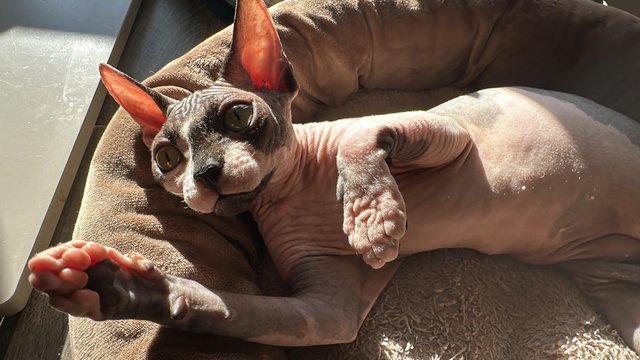 Image 7 of Sale wonderful males and female Sphynx