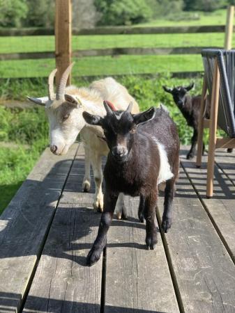 Image 2 of pygmy goat kids for sale