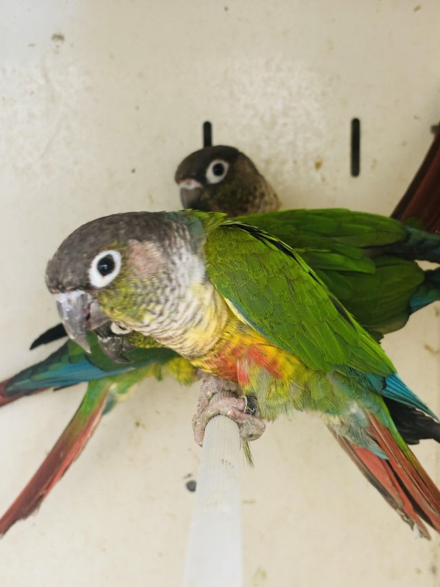 Preview of the first image of Yellow sided Conures’s available.