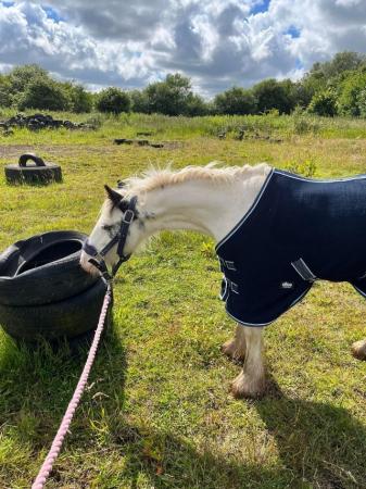 Image 14 of Easy Cob Foal etm 13.2hh Riding Pony/1st Ridden/Ride & Drive
