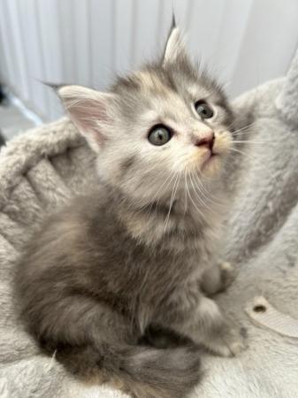 Image 1 of 1 female left - Beautiful Maine Coon Kittens