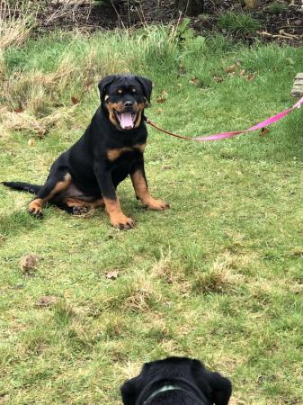 Image 4 of Female Rottweiler Puppy For sale