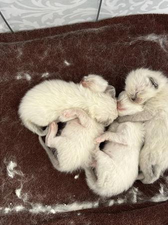 Image 3 of Our beautiful rag doll kittens