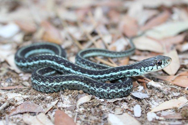Preview of the first image of Looking for a female garter snake.