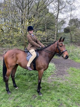 Image 1 of 6 YO thoroughbred mare for sale