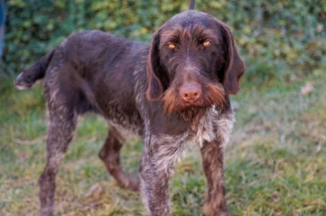 Preview of the first image of KC REG GWP STUD proven sire.