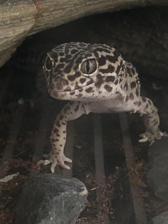 Image 5 of Adult Female Mack Snow Leopard Gecko